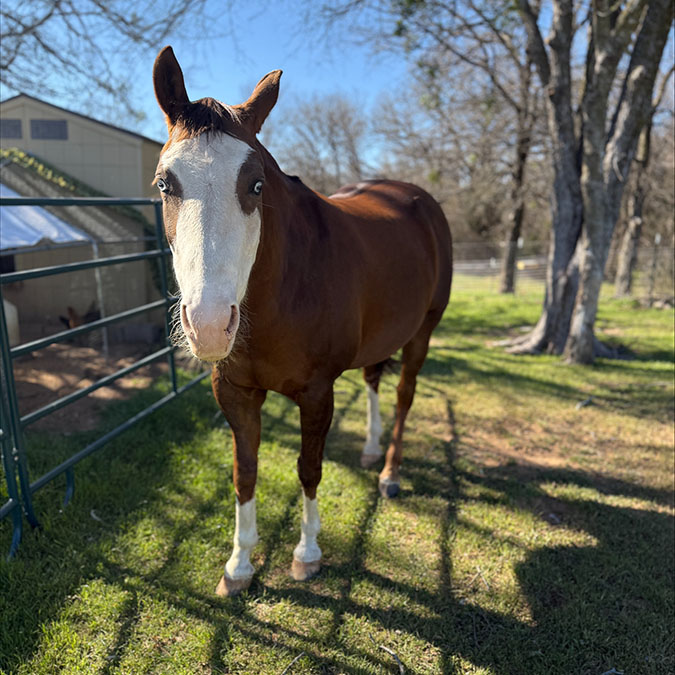 Juicy the horse Juicy the horse