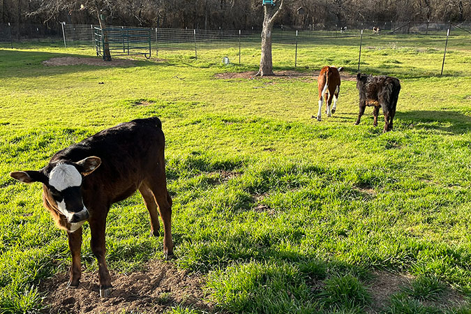 Three baby cows roaming around 3Hearts Rescue Farm in Springtown, Texas Three baby cows roaming around 3Hearts Rescue Farm in Springtown, Texas