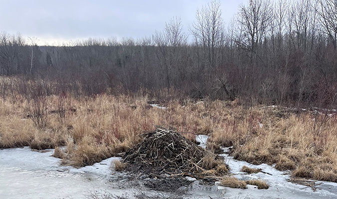 A beaver lodge near the BNSF right-of-way  A beaver lodge near the BNSF right-of-way