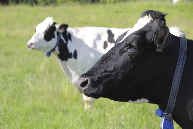 Holstein dairy cows in Washington. Photo credit: Modfos
