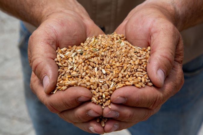 Grain in hand. Grain in hand.