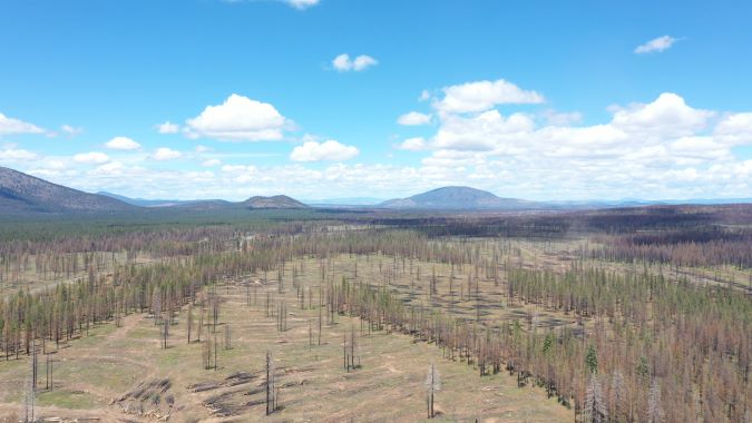 Once a charred landscape, the forests in Northern California and Southern Oregon are now well on their way to becoming fully restored after all the dead timber was removed.  Once a charred landscape, the forests in Northern California and Southern Oregon are now well on their way to becoming fully restored after all the dead timber was removed.