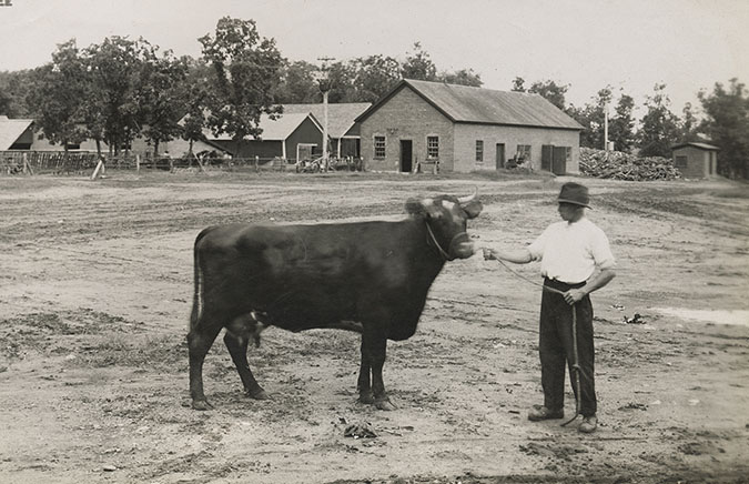 The farm was known for its pedigreed cattle.  The farm was known for its pedigreed cattle.