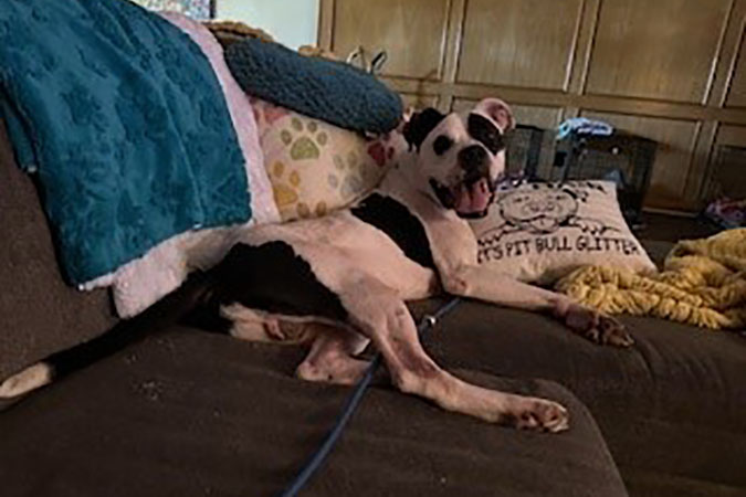 Rohk laying on the couch. Rohk laying on the couch.