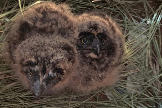 Two short-eared owl chicks  Two short-eared owl chicks