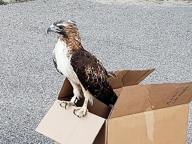 A red-tailed hawk just before release. A red-tailed hawk just before release.