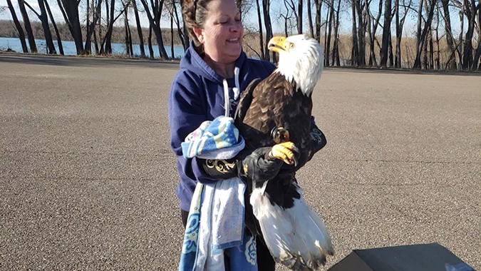 Wendie Henderson with a rescued bald eagle Wendie Henderson with a rescued bald eagle