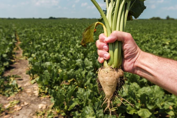 A freshly picked sugar beet.  A freshly picked sugar beet.