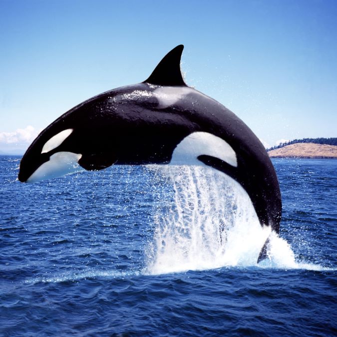An orca or killer whale An orca or killer whale